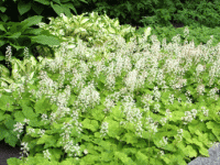 Rönsytiarella