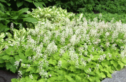 Rönsytiarella